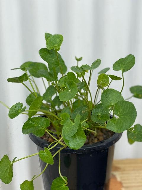 Centella asiatica Gotu Kola