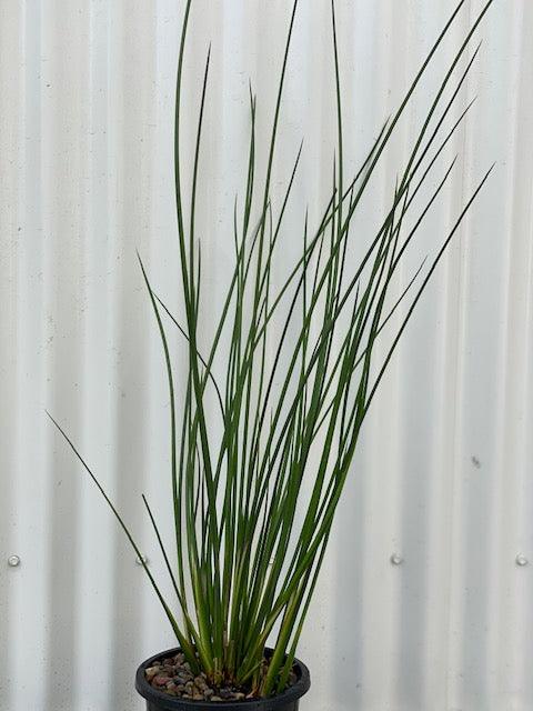 Schoenoplectus mucronatus - Three Cornered Rush